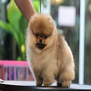 ขายลูกปอมเมอเรเนียน น่ารัก เพศเมีย อายุ 2 เดือน พร้อมย้ายบ้าน สอนการเลี้ยงฟรี สอ...