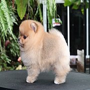 ขายลูกปอมเมอเรเนียน น่ารัก เพศเมีย อายุ 2 เดือน พร้อมย้ายบ้าน สอนการเลี้ยงฟรี สอ...