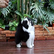 ขายลูกปอมเมอเรเนียน น่ารัก เพศเมียผ็ อายุ 2 เดือน พร้อมย้ายบ้าน สอนการเลี้ยงฟรี...