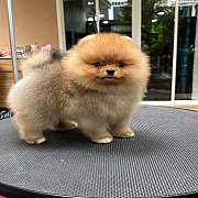 ขายลูกปอมเมอเรเนียน น่ารัก เพศผู้ อายุ 2 เดือน พร้อมย้ายบ้าน สอนการเลี้ยงฟรี สอบ...