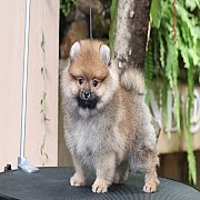 ขายลูกปอมเมอเรเนียน น่ารัก เพศเนีย อายุ 2 เดือน พร้อมย้ายบ้าน สอนการเลี้ยงฟรี สอ...