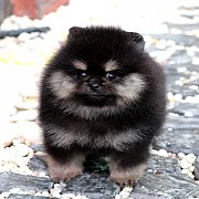 ขายลูกปอมเมอเรเนียน น่ารัก เพศผู้ อายุ 2 เดือน พร้อมย้ายบ้าน สอนการเลี้ยงฟรี สอบ...