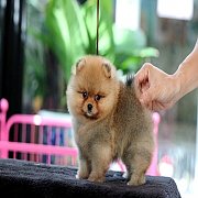 ขายลูกปอมเมอเรเนียน น่ารัก เพศเมีย อายุ 2 เดือน พร้อมย้ายบ้าน สอนการเลี้ยงฟรี สอ...