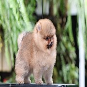 ขายลูกปอมเมอเรเนียน น่ารัก เพศผู้ อายุ 2 เดือน พร้อมย้ายบ้าน สอนการเลี้ยงฟรี สอบ...