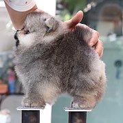 ขายลูกปอมเมอเรเนียน น่ารัก เพศเมีย อายุ 2 เดือน พร้อมย้ายบ้าน สอนการเลี้ยงฟรี สอ...