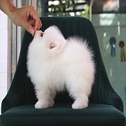 ขายลูกปอมเมอเรเนียน น่ารัก เพศผู้ อายุ 2 เดือน พร้อมย้ายบ้าน สอนการเลี้ยงฟรี สอบ...