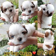 ชิสุผสมปอม 5900