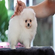 ขายลูกปอมเมอเรเนียน น่ารัก เพศเมีย อายุ 2 เดือน พร้อมย้ายบ้าน สอนการเลี้ยงฟรี สอ...