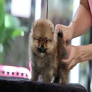 ขายลูกปอมเมอเรเนียน เพศเมีย น่ารัก อายุ 2 เดือน พร้อมย้ายบ้าน สอนการเลี้ยงฟรี สอ...