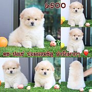 ชิสุผสมปอม