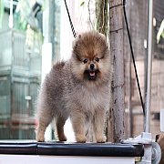 ขายลูกปอมเมอเรเนียน น่ารัก เพศเมีย อายุ 2 เดือน พร้อมย้ายบ้าน สอนการเลี้ยงฟรี สอ...