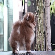 ขายลูกปอมเมอเรเนียน น่ารัก เพศผู้ อายุ 2 เดือน พร้อมย้ายบ้าน สอนการเลี้ยงฟรี สอบ...