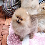 ขายลูกปอมเมอเรเนียน เพศเมีย น่ารัก อายุ 2 เดือน พร้อมย้ายบ้าน สอนการเลี้ยงฟรี สอ...