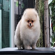 ขายลูกปอมเมอเรเนียน น่ารัก เพศผู้ อายุ 2 เดือน พร้อมย้ายบ้าน สอนการเลี้ยงฟรี สอบ...