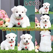 ชิสุผสมยอร์กเชีย