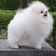 ขายลูกปอมเมอเรเนียน น่ารัก เพศผู้ อายุ 2 เดือน พร้อมย้ายบ้าน สอนการเลี้ยงฟรี สอบ...