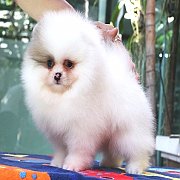 Hero's pom ปอมเมอเรเนียน เพศพู้ ขนแน่น อายุ 2 เดือน พร้อมย้ายบ้าน สอนการเลี้ยงฟร...