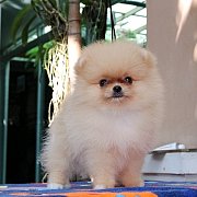 Hero's pom จำหน่ายปอมเมอเรเนียน น่ารัก ขนแน่น อายุ 2 เดือน สอนการเลี้ยงฟรี สอบถา...