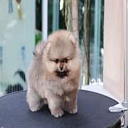 Hero's pom จำหน่ายปอมเมอเรเนียน น่ารัก ขนแน่น อายุ 2 เดือน สอนการเลี้ยงฟรี สอบถา...