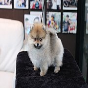 Hero's pom จำหน่ายปอมเมอเรเนียน น่ารัก ขนแน่น อายุ 2 เดือน สอนการเลี้ยงฟรี สอบถา...