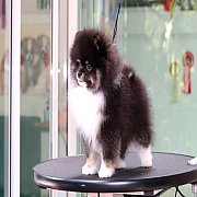 Hero's pom จำหน่ายปอมเมอเรเนียน น่ารัก ขนแน่น อายุ 2 เดือน สอนการเลี้ยงฟรี สอบถา...