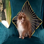 Hero's pom ปอมเมอเรเนียน น่ารัก อายุ 2 เดือน พร้อมย้ายบ้าน สอนการเลี้ยงฟรี สอบถา...