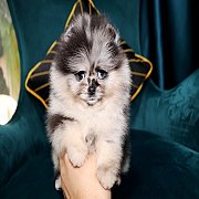 Hero's pom ปอมเมอเรเนียน น่ารัก ทรงสวย เพศเมีย อายุ 2 เดือน สอบถาม 0834655365