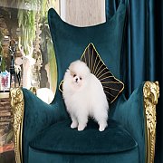 Hero's pom จำหน่ายปอมเมอเรเนียน น่ารัก ขนแน่น อายุ 2 เดือน สอนการเลี้ยงฟรี สอบถา...