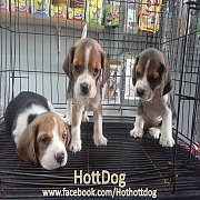 HottDog บีเกิ้ล 3สี เปิดให้จองจ้า ฟอร์มสวยๆ หน้ามาร์กแจ่มๆ รับบัตรเครดิตจ้า