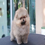 Hero's pom จำหน่ายปอมเมอเรเนียน น่ารัก ขนแน่น อายุ 2 เดือน สอนการเลี้ยงฟรี สอบถา...