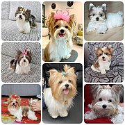 แนะนำ บีเวอร์ ยอร์คเชียร์ ฟาร์ม {ยอร์คกี้ มีโชค} {Yorkie Meechok} ประสบการณ์พัฒน...