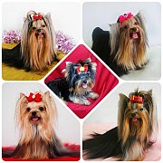 แนะนำฟาร์ม ยอร์คเชียร์ {ยอร์คกี้ มีโชค} {Yorkie Meechok} มีประสบการณ์และเชียวชาญ...