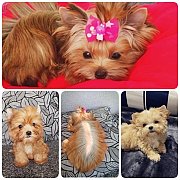 แนะนำ ยอร์คเชีย สีทอง ฟาร์ม {ยอร์คกี้ มีโชค} {Yorkie Meechok} ทางฟาร์มมุ่งมั่นพั...