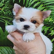 ได้บ้านใหม่แล้ว {ยอร์คกี้ มีโชค} เปิดจองสาวน้อย ยอร์คเชียร์ สีไวด์โกลด์ หน้าหวาน...