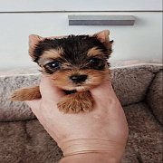 ได้บ้านใหม่แล้ว {ยอร์คกี้ มีโชค} ขายยอร์คเชียเพศผู้ วัย 40 วัน หน้าหวาน ตาโต ขนแ...