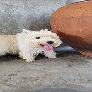 เปิดจองลูกเวสตี้ คุณภาพสูง