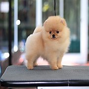 Hero's pom จำหน่ายปอมเมอเรเนียน น่ารัก ขนแน่น อายุ 2 เดือน สอนการเลี้ยงฟรี สอบถา...