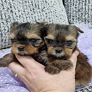 ได้บ้านใหม่แล้ว {ยอร์คกี้ มีโชค} เปิดจอง 2 สาวยอร์คเชียร์ วัย 40 วัน สี Ocean Pe...