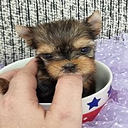 ได้บ้านใหม่แล้ว {ยอร์คกี้ มีโชค} เปิดจองหนุ่มน้อยยอร์คเชียร์ T-Cup วัย 40 วัน สี...