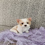 ได้บ้านใหม่แล้ว {ยอร์คกี้ มีโชค} ขายสาวน้อยยอร์คเชียร์ บีเวอร์วัย 2 ด.ครึ่ง สี W...