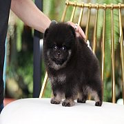 Hero's pom จำหน่ายปอมเมอเรเนียน น่ารัก ขนแน่น เพศผู้ อายุ 2 เดือน มีใบเพ็ดดีกรี...