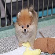 Hero's pom ปอมเมอเรเนียน น่ารัก ขนแน่น เพศเมีย อายุ 2 เดือน พร้อมย้ายบ้าน สอนการ...