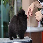 Hero's pom ปอมเมอเรเนียน น่ารัก ขนแน่น อายุ 2 เดือน พร้อมย้ายบ้าน สอนการเลี้ยงฟร...