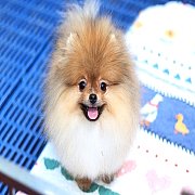 Hero's pom จำหน่ายปอมเมอเรเนียน น่ารัก ขนแน่น อายุ 2 เดือน สอนการเลี้ยงฟรี สอบถา...