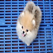 Hero's pom ปอมเมอเรเนียน เพศเมีย ขนแน่น อายุ 2 เดือน พร้อมย้ายบ้าน สอนการเลี้ยงฟ...