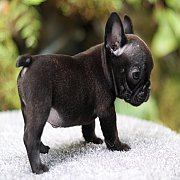 Hero's French Bulldog   จำหน่ายสุนัขพันธุ์ เฟรนซ์บลูด็อก สายพันธุ์แท้ french bul...