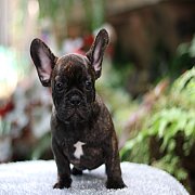 Hero's French Bulldog   จำหน่ายสุนัขพันธุ์ เฟรนซ์บลูด็อก สายพันธุ์แท้ french bul...