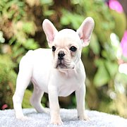 Hero's French Bulldog   จำหน่ายสุนัขพันธุ์ เฟรนซ์บลูด็อก สายพันธุ์แท้ french bul...