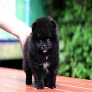 ขายลูกปอมเมอเรเนียน น่ารัก เพศเนีย อายุ 2 เดือน พร้อมย้ายบ้าน สอนการเลี้ยงฟรี สอ...