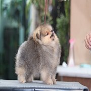 Hero's pom ปอมเมอเรเนียน น่ารัก ขนแน่น อายุ 2 เดือน พร้อมย้ายบ้าน สอนการเลี้ยงฟร...